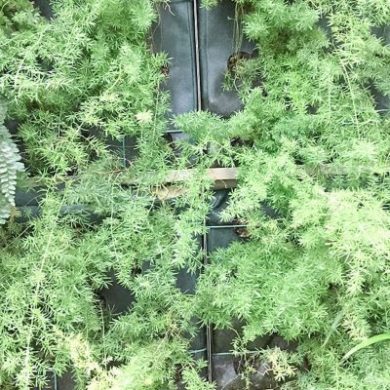 Close up green wall at Longwood Gardens