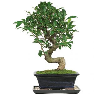 Indoor Plant Bonsai Tree Home Depot
